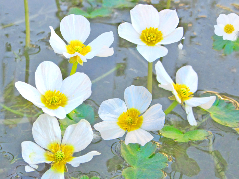 Ranunculus aquatilis - Wasserhahnenfuß